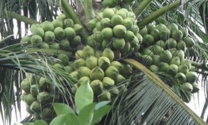 Đề xuất trồng dừa ven đường TP.HCM: người dân sợ 'bom' rơi trúng đầu