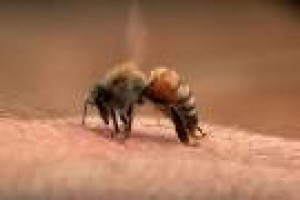 Hải Phòng: Nhiều người tử vong vì bị ong đốt