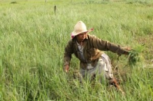 Kiếm tiền từ nghề săn cỏ ở Sài Gòn