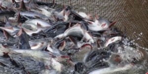 Năm 2016, đường xuất khẩu cá da trơn sẽ rất... “trơn”?