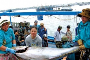 Phú Yên: Ngư dân tham gia chuỗi liên kết nâng cao chất lượng sản phẩm cá ngừ đại dương