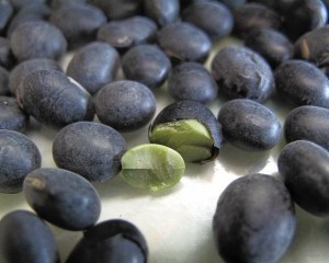 Thực hư về bài thuốc nuốt 49 hạt đậu đen xanh lòng chữa bách bệnh