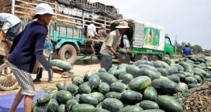 Trung Quốc sang Lào trồng dưa hấu, Việt Nam sẽ gặp khó