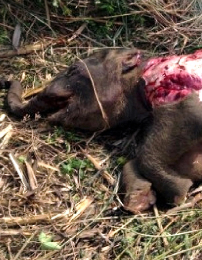 Phát hiện voi rừng bị chết do dẫm đạp