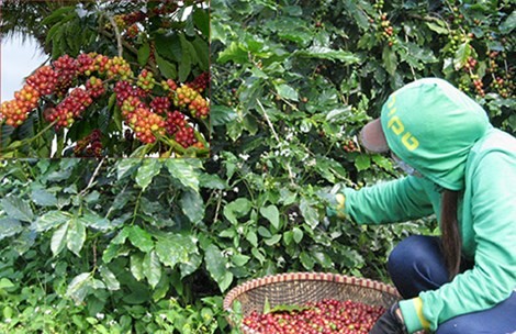 Cà phê Việt ngon số 1 thế giới bị ruồng bỏ