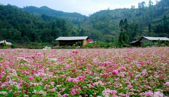 Khám phá những vùng hoa Tam Giác Mạch đẹp nhất Việt Nam