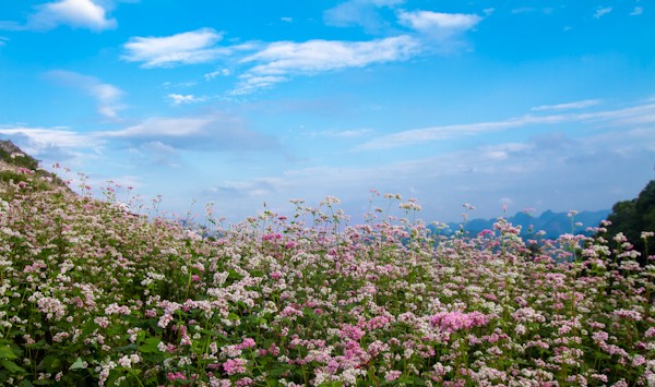 Khám phá những vùng hoa Tam Giác Mạch đẹp nhất Việt Nam