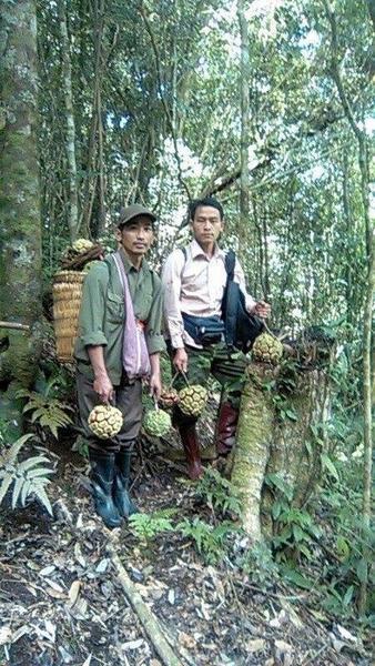 Na rừng nặng 5 kg giá 500.000 đồng ở Sơn La