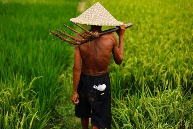 Vì sao chính phủ Thái Lan kêu gọi nông dân ngừng trồng lúa?